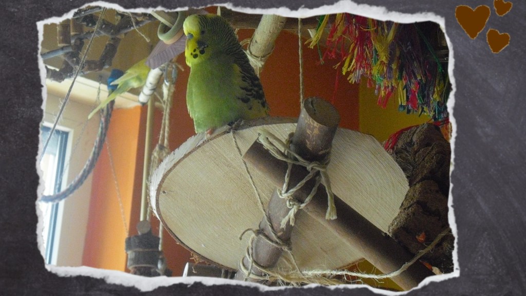 Grüner Wellensittich nutzt Scheibe aus Birkenholz als Sitzplatz