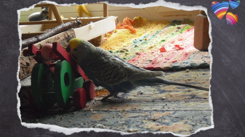 Blauer Wellensittich knabbert an buntem Holzauto.