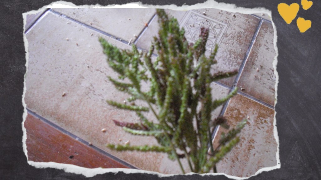 Hühnerhirse wächst sogar wild im Garten