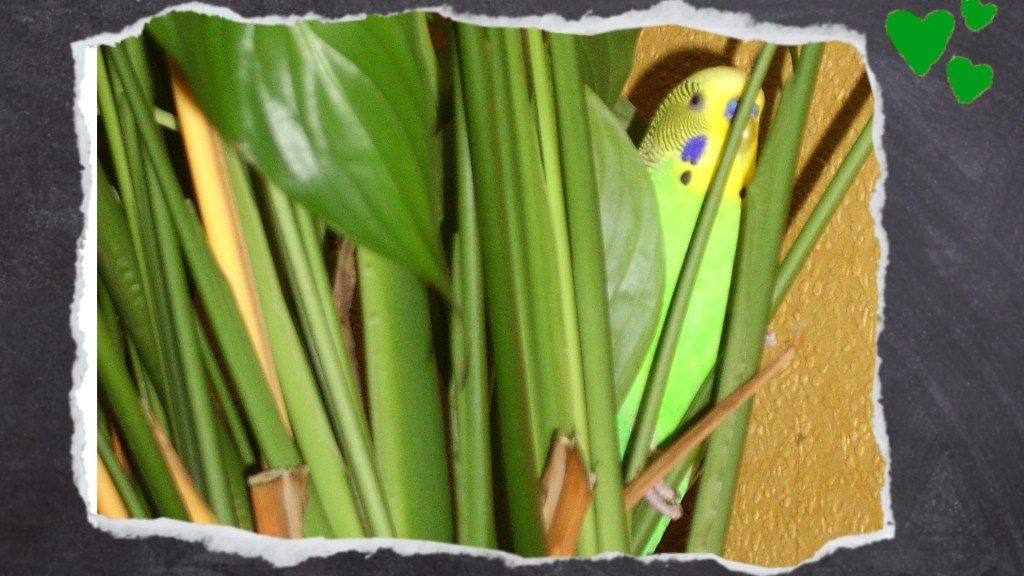 Grüner Wellensittich in Zimmerpflanze