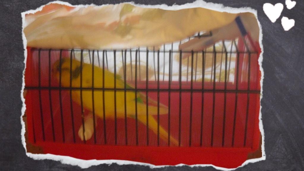 Gelber Wellensittich sitzt in kleinem Transportkäfig mit Vernebler-Mundstück über ihm zum Inhalieren