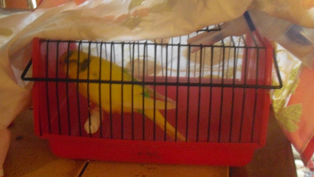 Inhalationstherapie bei Aspergillose