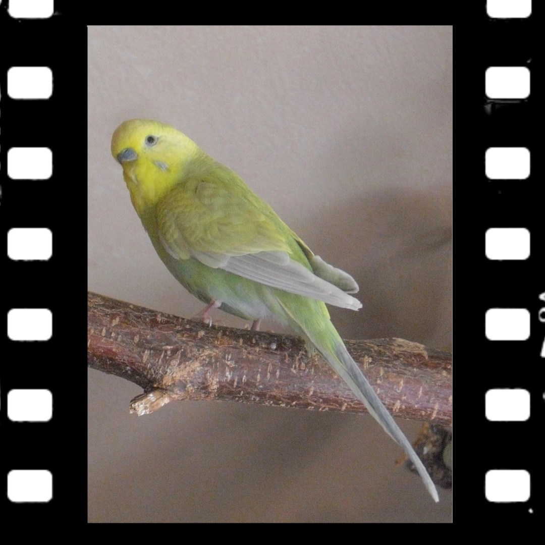 Gelbgesicht und Hellflügel Wellihahn Joshi