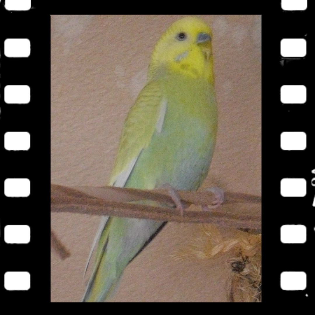 Wellensittich-Hahn Joshi mit blauer Wachshaut