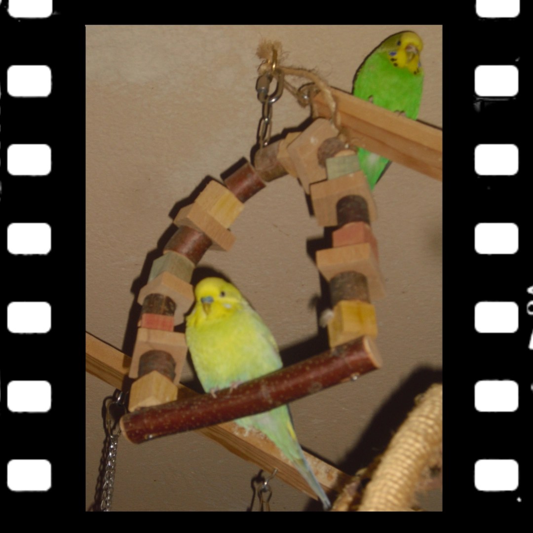 Hellgrüner Wellihahn Joshi mit gelbem Gesicht