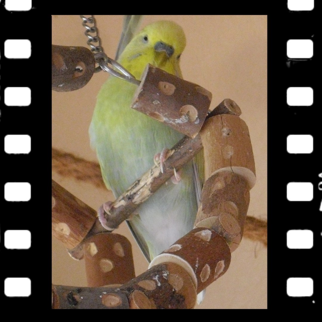 Wellihahn Joshi sitzt in Schaukelrad aus Holz