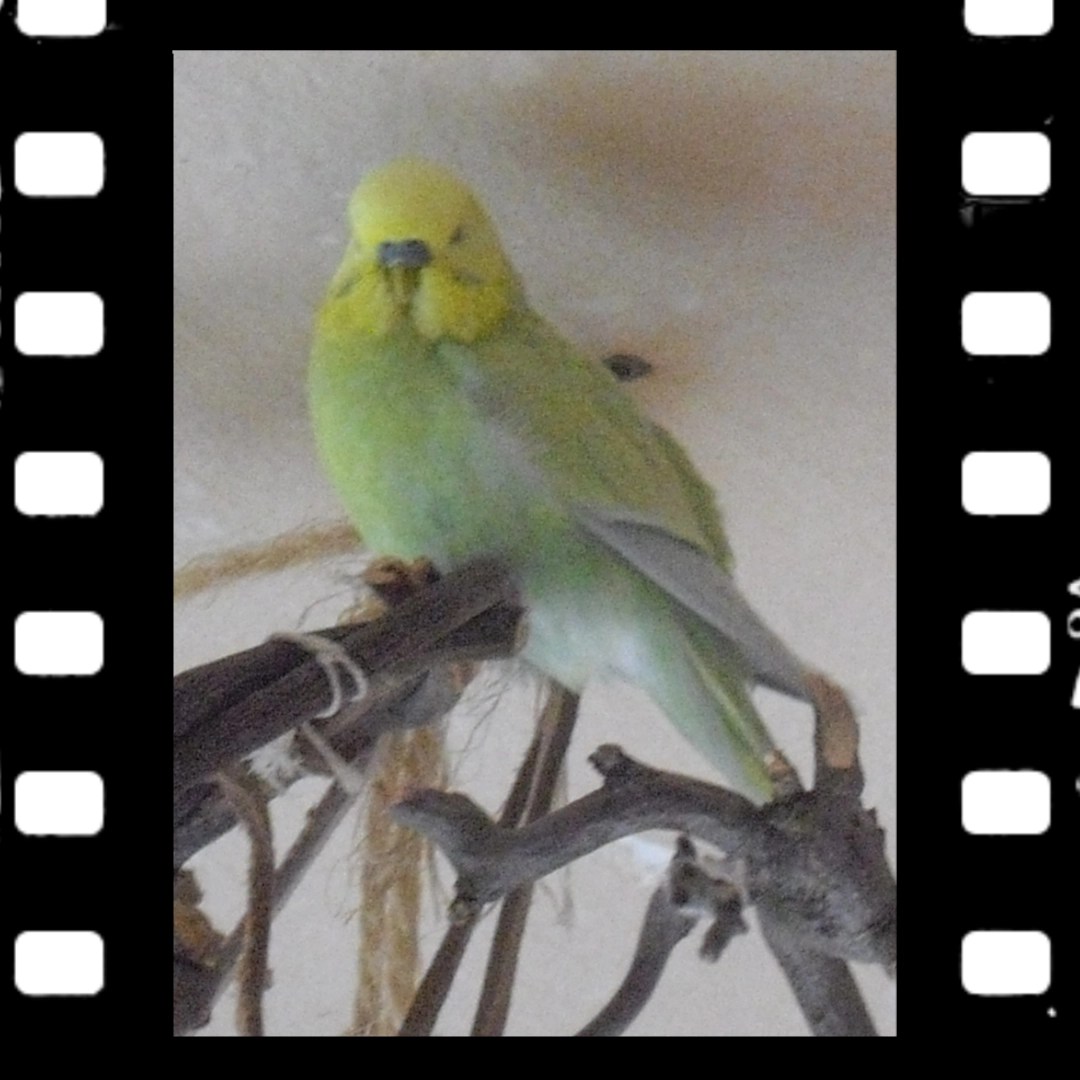 Wellihahn Joshi bei der Gefiederpflege