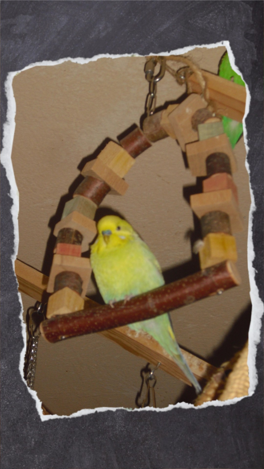 Joshi sitzt in großer Holzschaukel