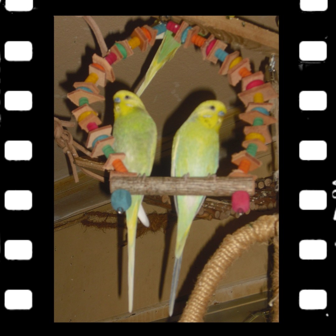 Welli-Hähne Joshi & Kirby sitzen in Holzschaukel