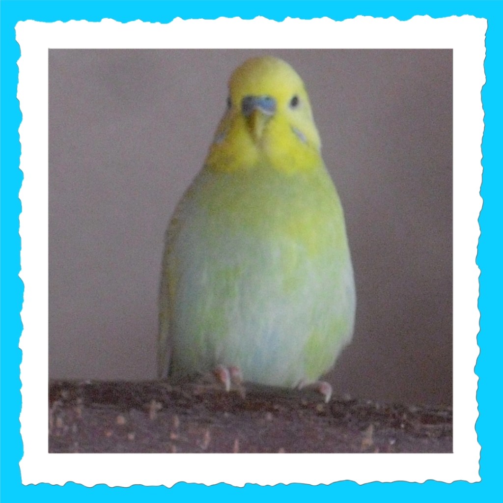 Wellensittich-Hahn Joshi Steckbrieffoto