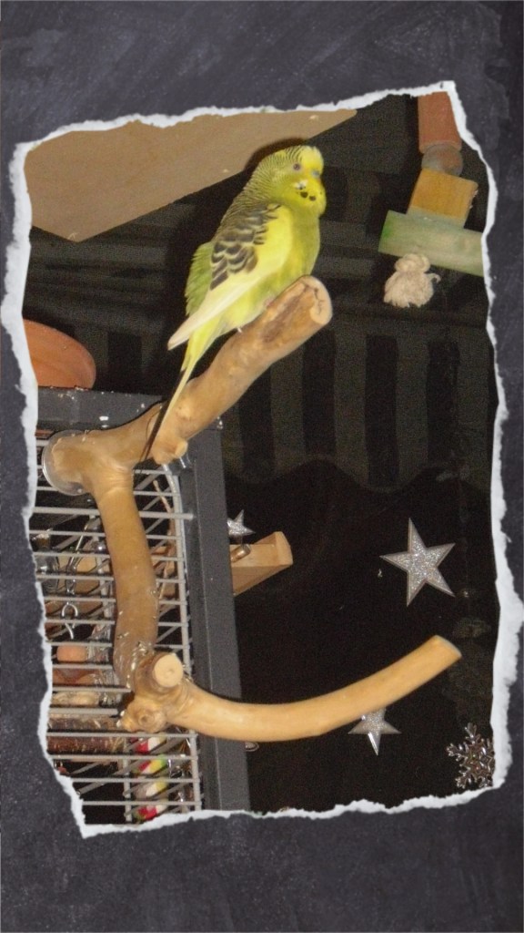 Grüner Wellensittich sitzt oben auf Ast aus Kaffeeholz