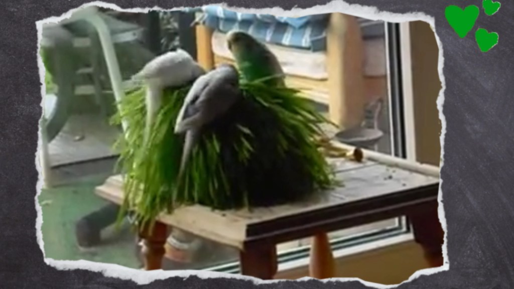 Katzengras eignet sich auch für Wellis