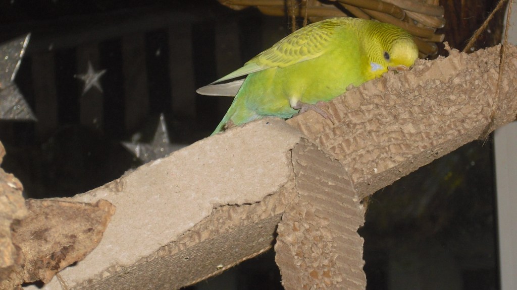 Pappspielzeug für Wellensittiche