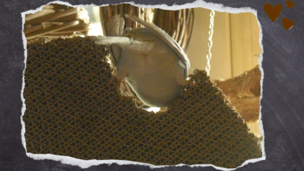 Nahaufnahme Wellensittich sitzt auf Katzenpappe