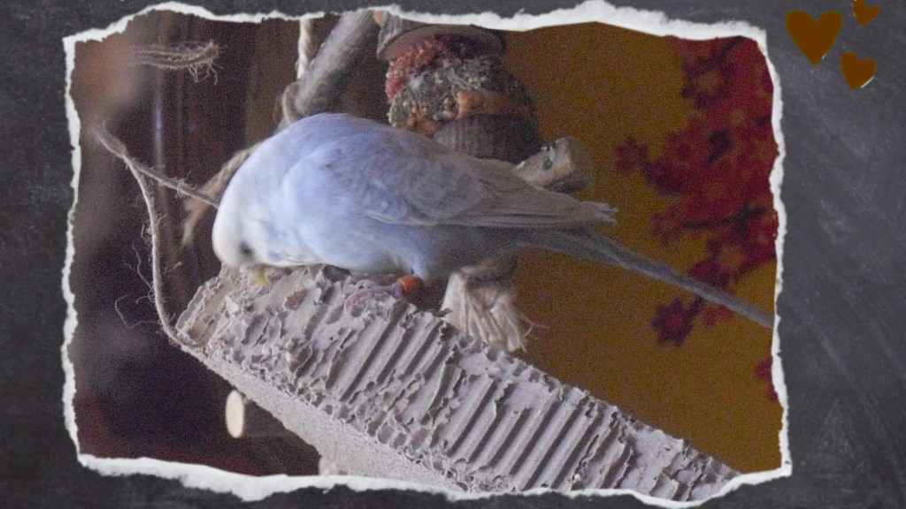 Graublaue Wellensittich-Henne knabbert an Pappbrett