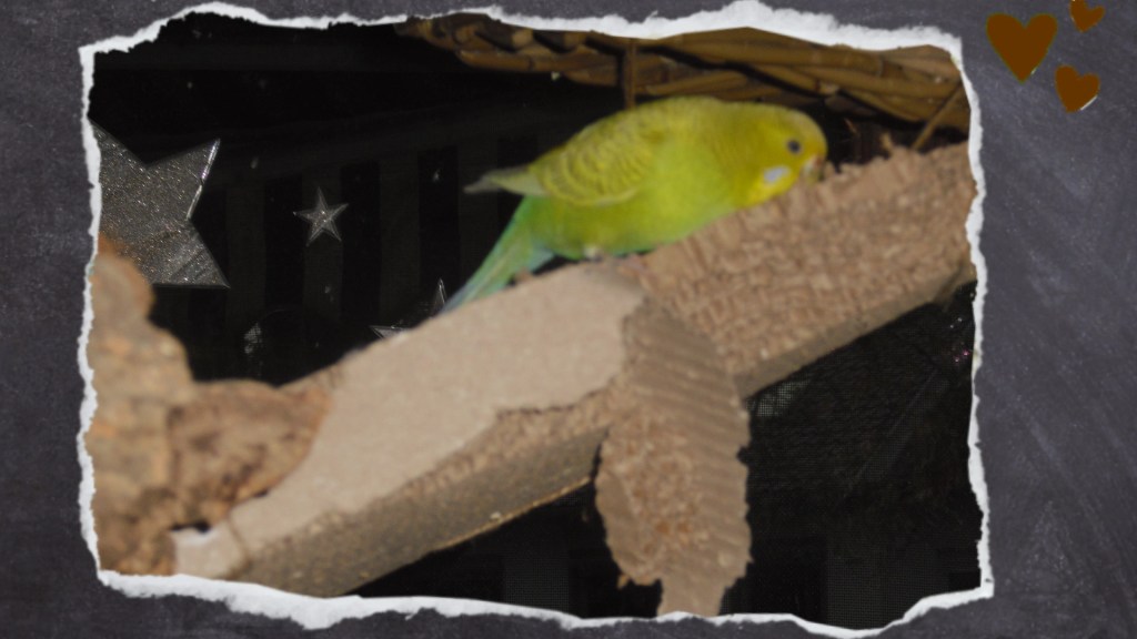 Schon arg benagtes Pappbrett