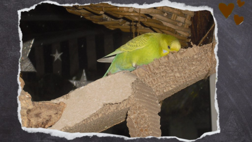 Grüne Wellihenne arbeitet sich an Pappbrett ab