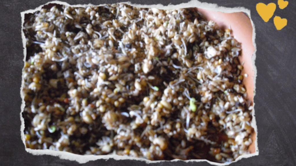 nach einpaar Tagen ist das Körnerfutter schon stark aufgekeimt