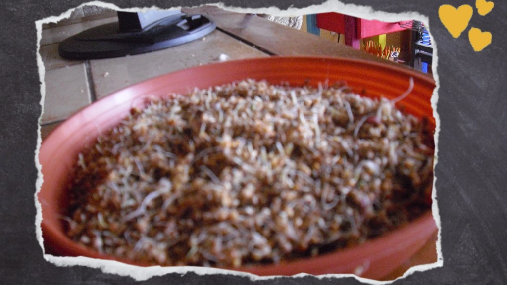 Getreidesprossen zwischen dem gekeimten Körnerfutter