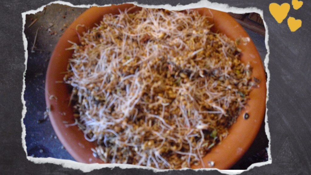 Keimfutter mit vielen weißen Getreidesprossen