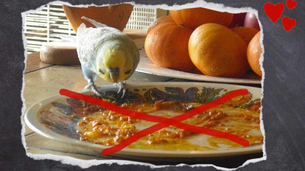 Vom Teller naschen ist für Wellensittiche ungesund