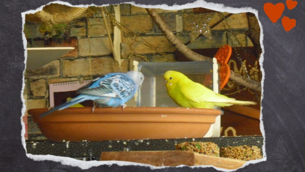 Futternapf für Wellensittiche aus Keramik