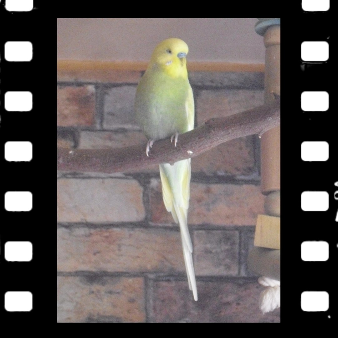 Wellensittich-Hahn Kirby mit gelbem Gesicht und weißen Flügeln