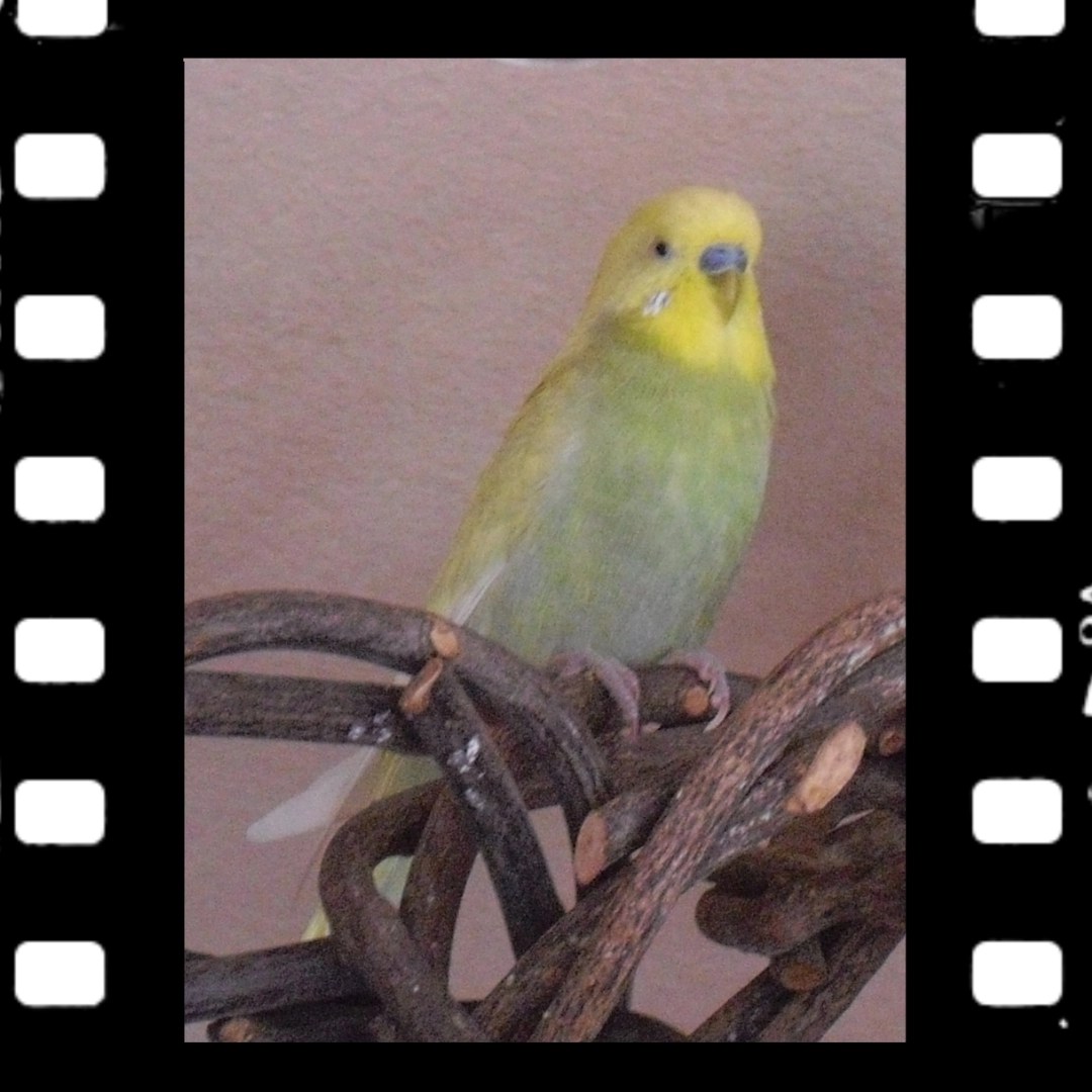 Hellgrüner Wellensittich-Hahn mit gelbem Gesicht