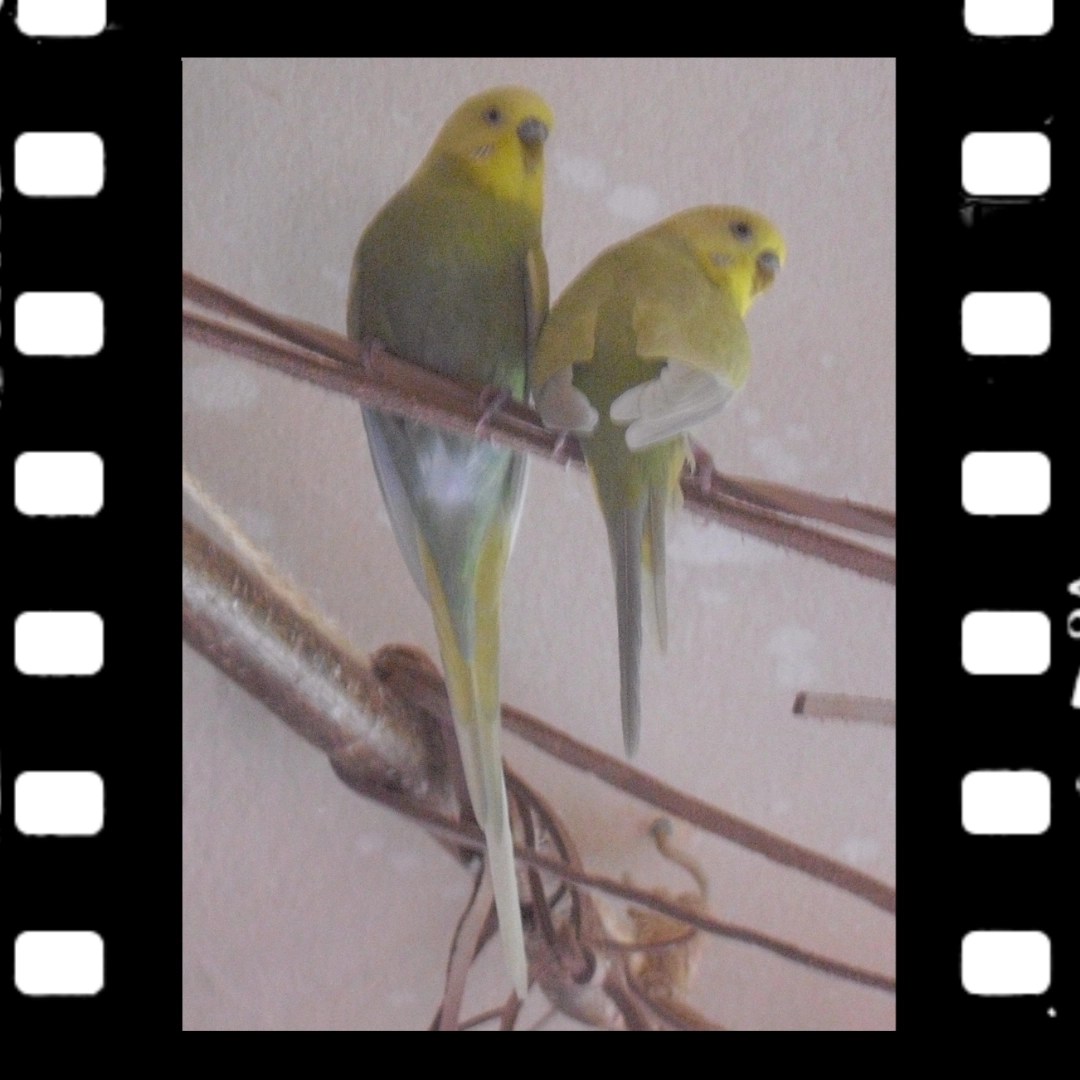 Grüne Wellensittich-Hähne Kirby und Joshi auf Lederseil