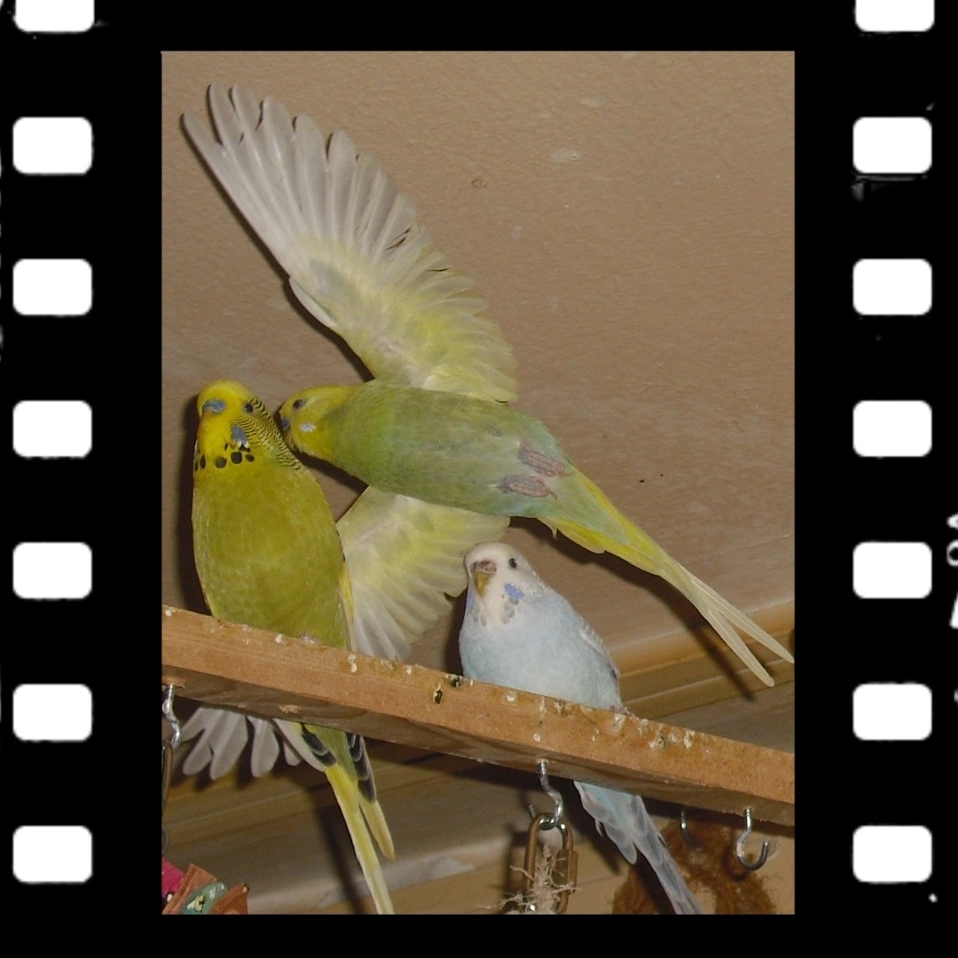 Im Flug eingefangen: Wellensittich Kirby