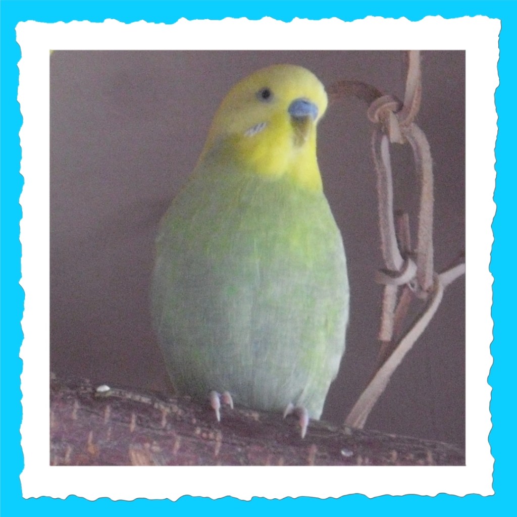 Wellensittich-Hahn Kirby Steckbrieffoto