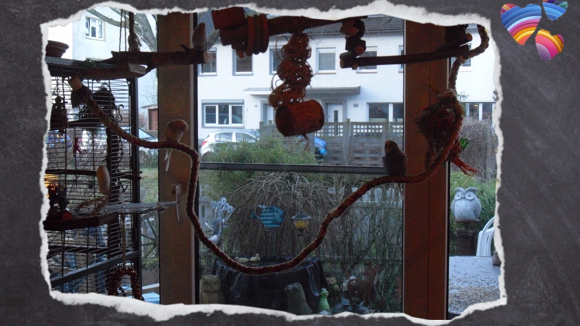 Wellensittiche sitzen auf Baumwoll-Spirale