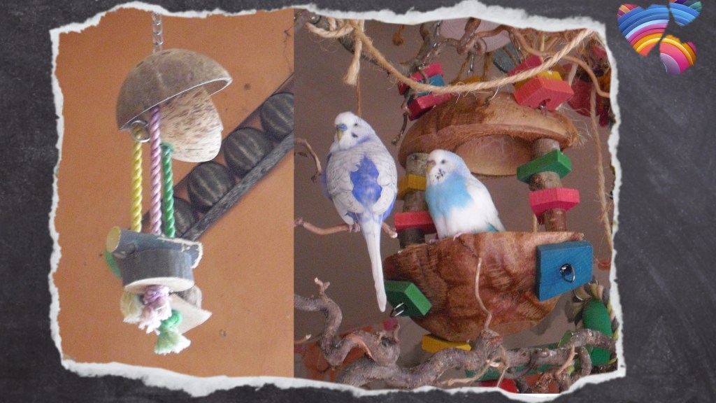 Kokosnüsse werden gerne in Wellensittich-Spielzeug eingebaut