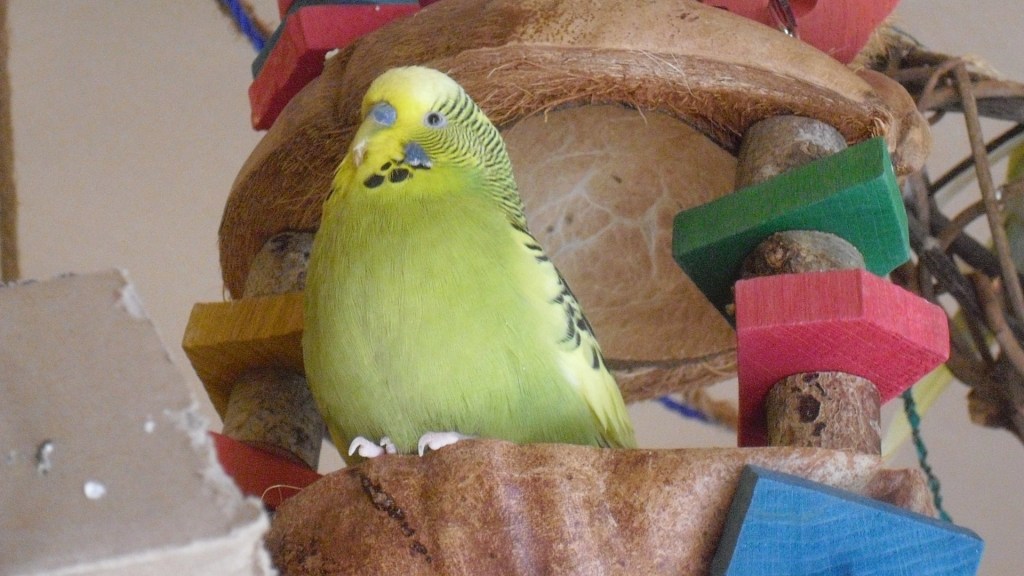 Grüner Wellihahn auf Kokosnuss-Futterbar