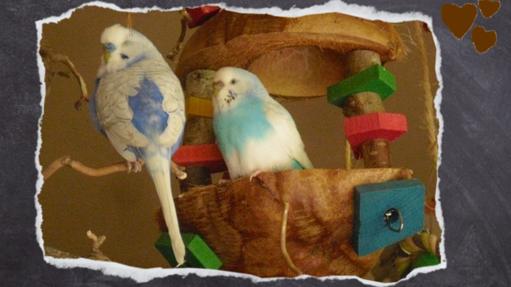 Kokosnuss als Futterstelle