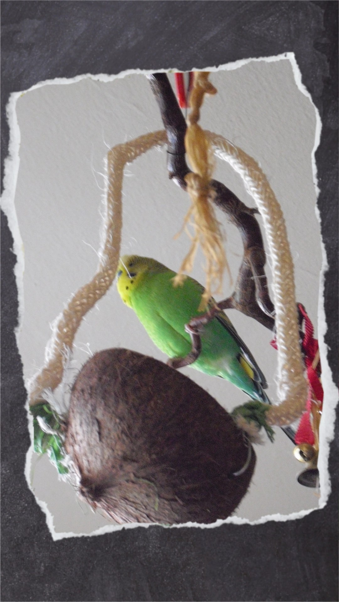 Kokosnusshälfte als Sitz- und Spielplatz