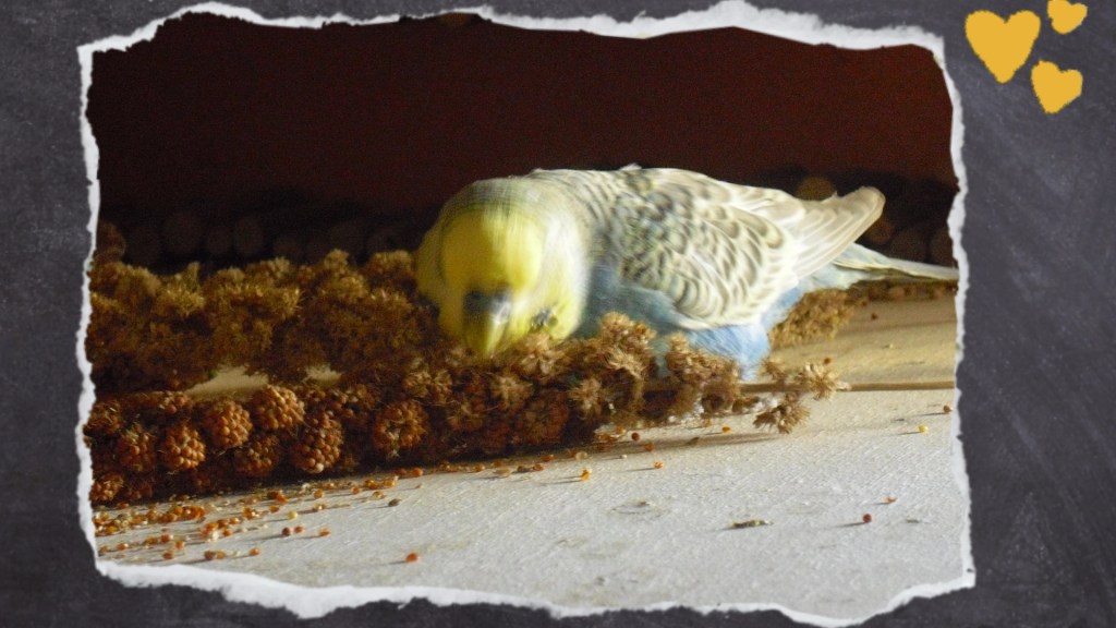 Wellensittich-Hahn frisst genüsslich Kolbenhirse