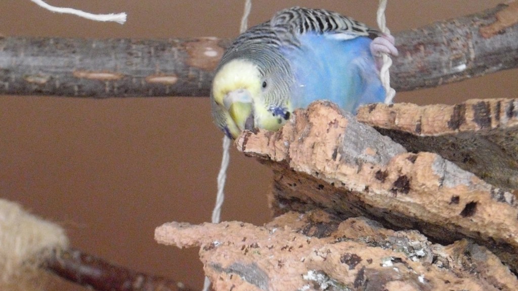 Meine Hennen lieben es selbst an kleinen Korkstückchen zu knabbern