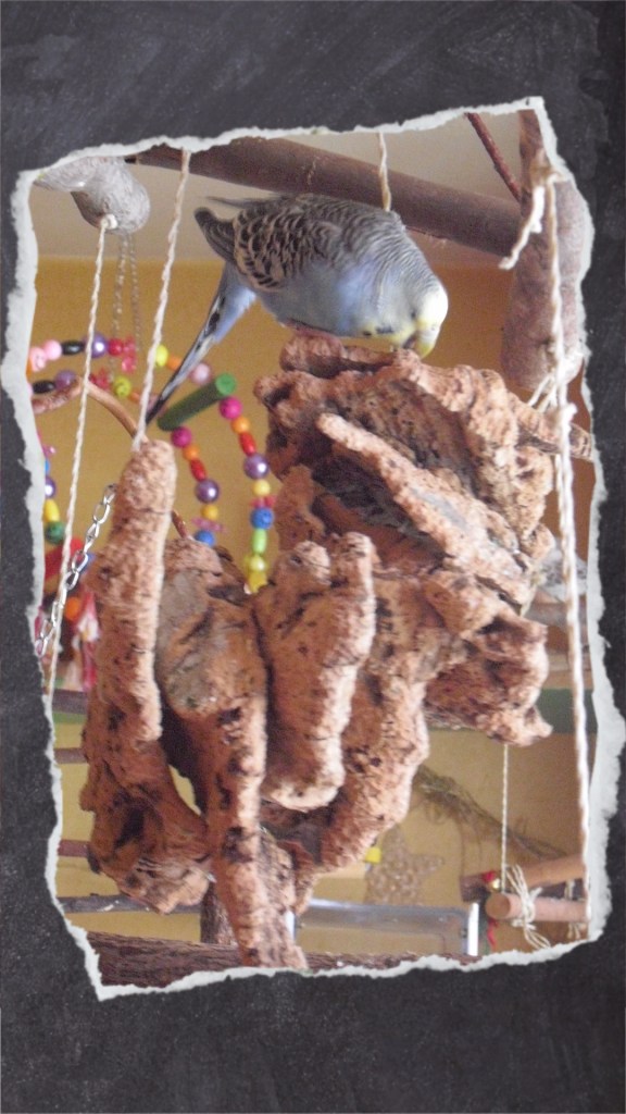 Blaue Wellihenne knabbert an Korkstücken