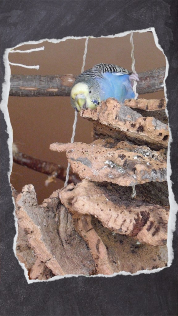 Blaue Wellensittich-Henne arbeitet sich an Korkberg ab