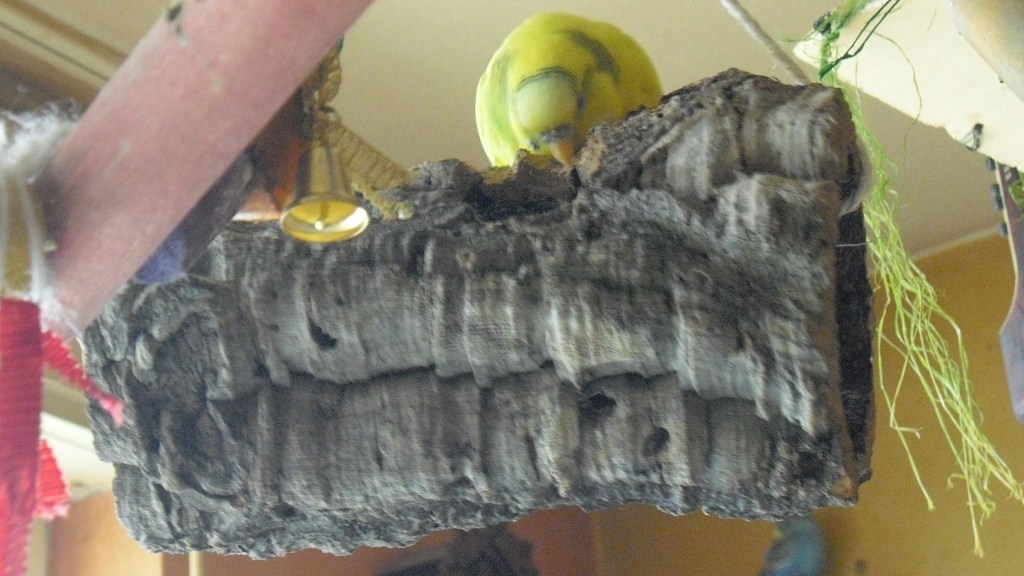 Wellihenne Lily knabbert an Korkröhre