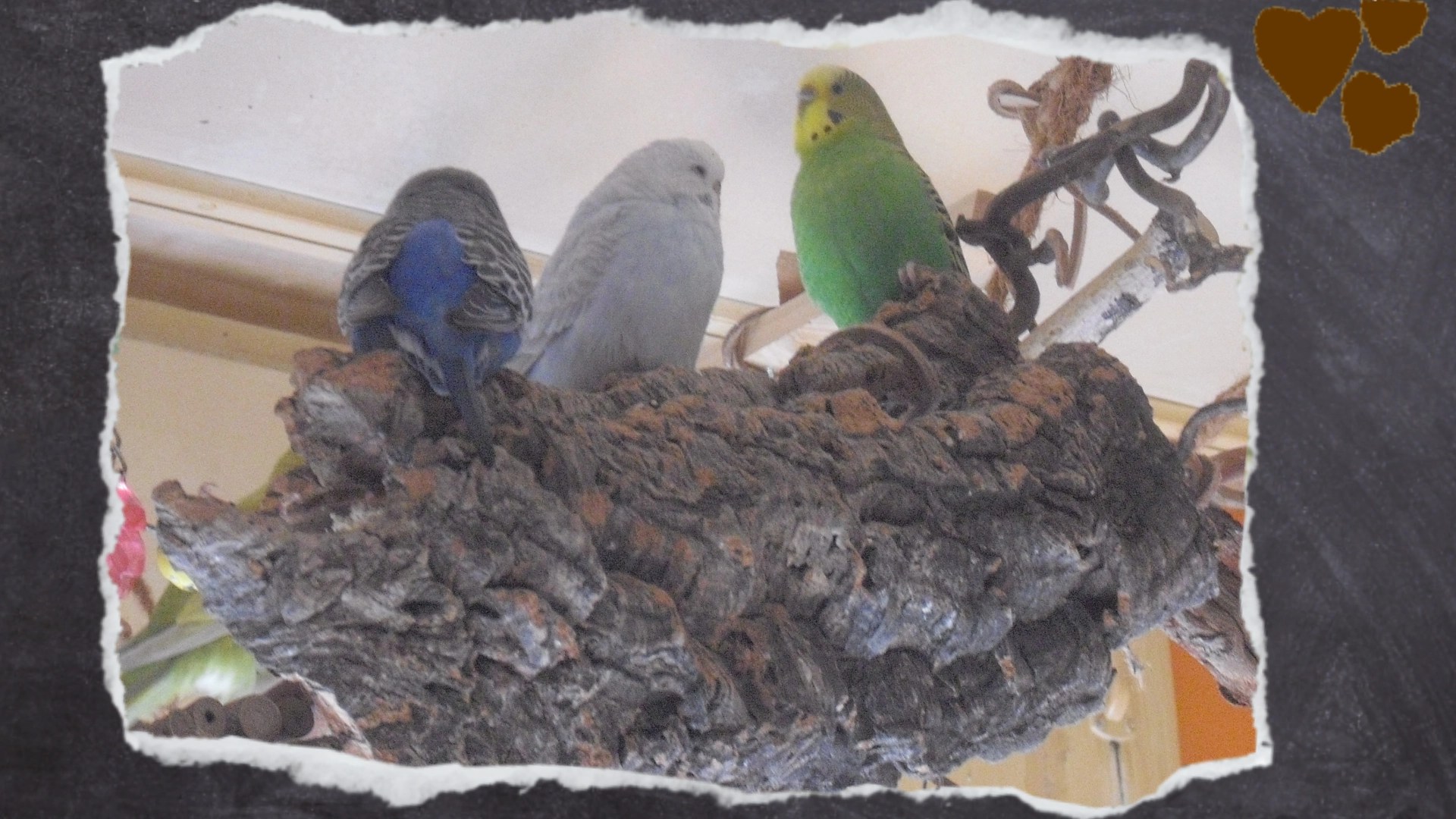 Drei Wellensittiche sitzen auf weicher Korkröhre