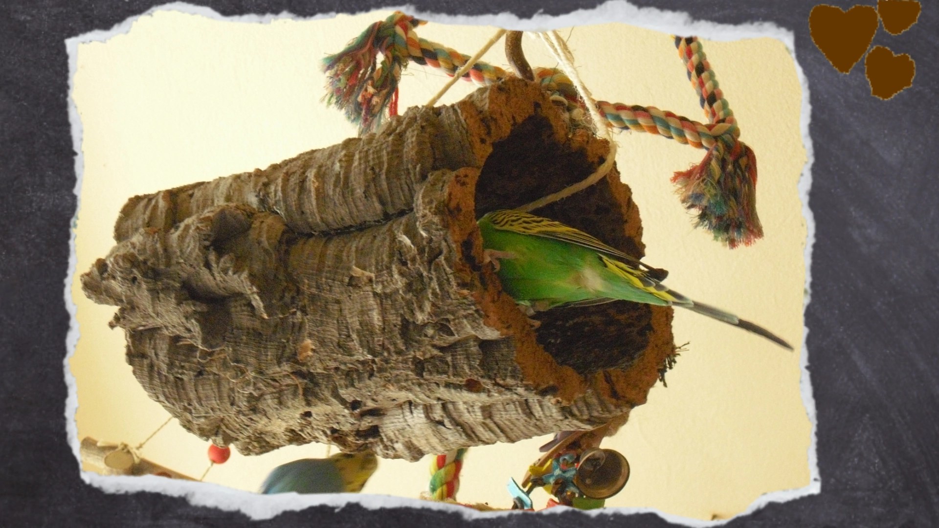 Grüner Wellensittich klettert in Korkröhre