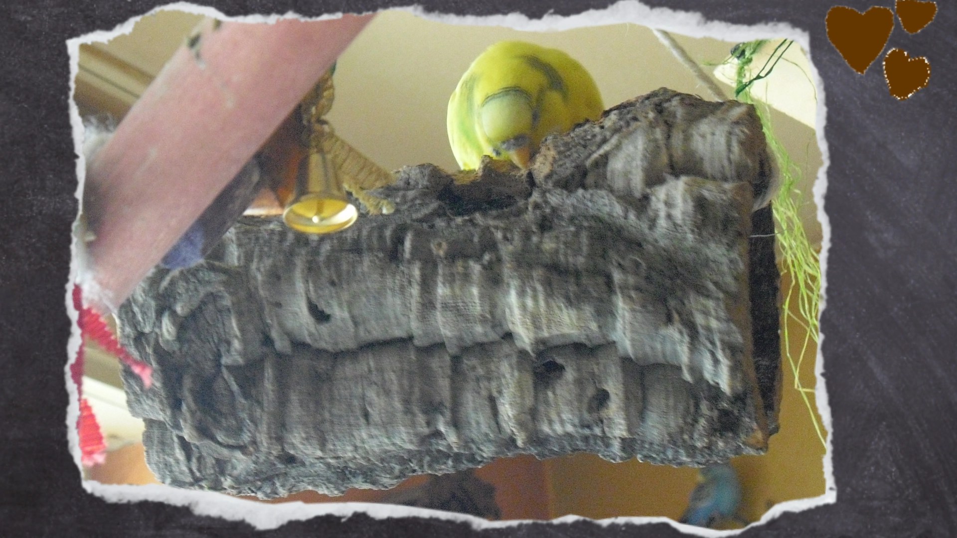 Gelber Wellensittich knabbert an Korkröhre