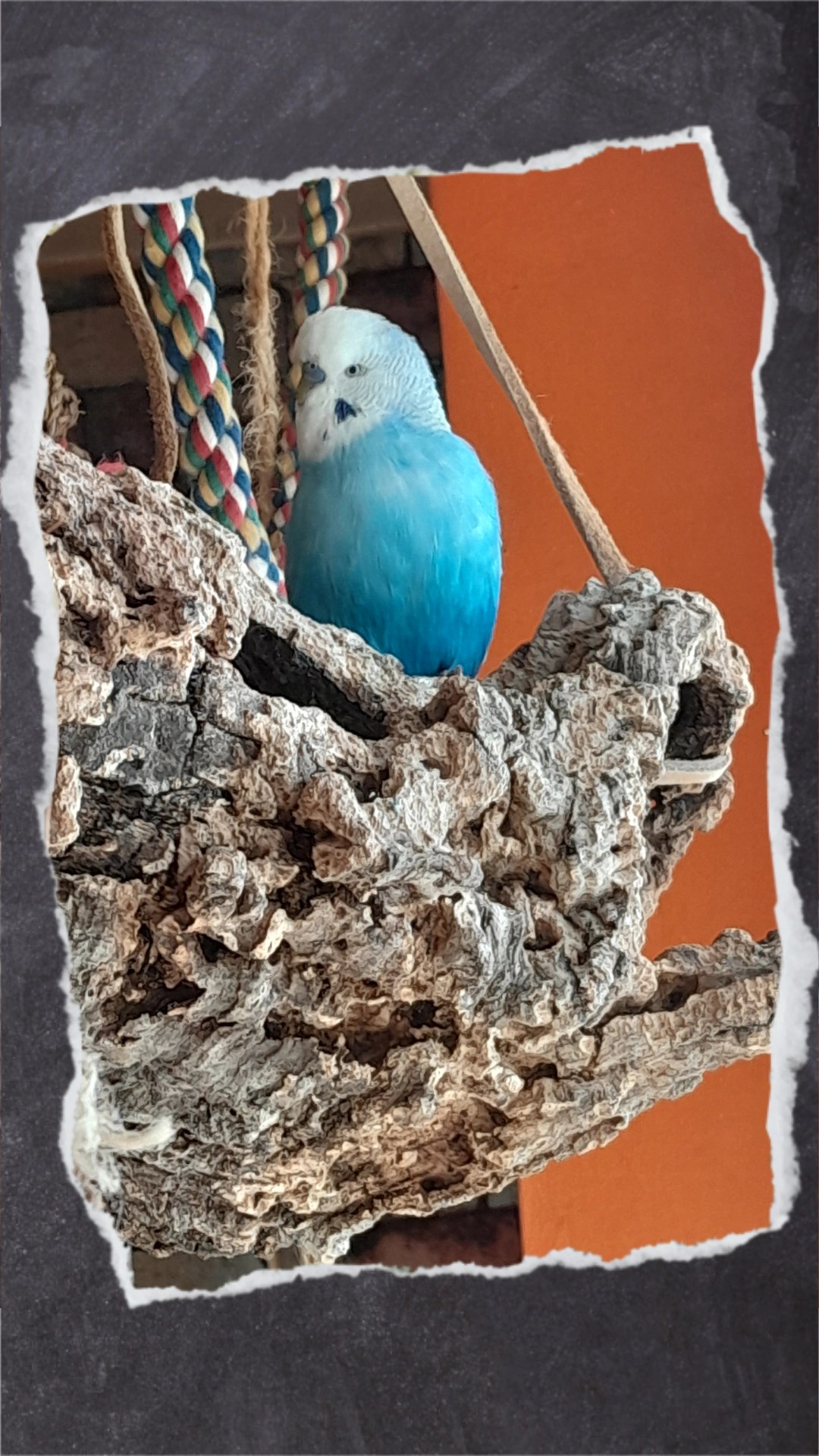 Blauer Wellihahn liebt den Platz am Fenster auf der Korkröhre