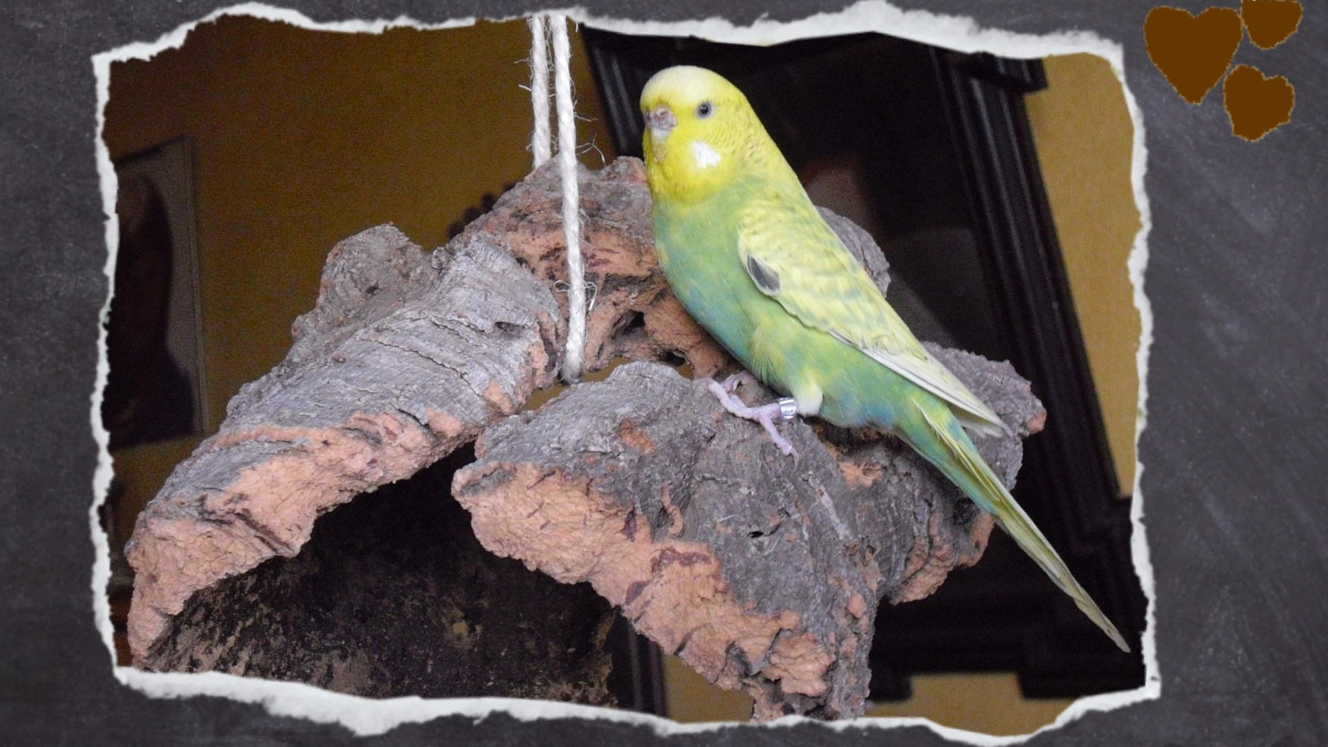 Grüne Wellensittich-Henne stolz auf Korkröhre