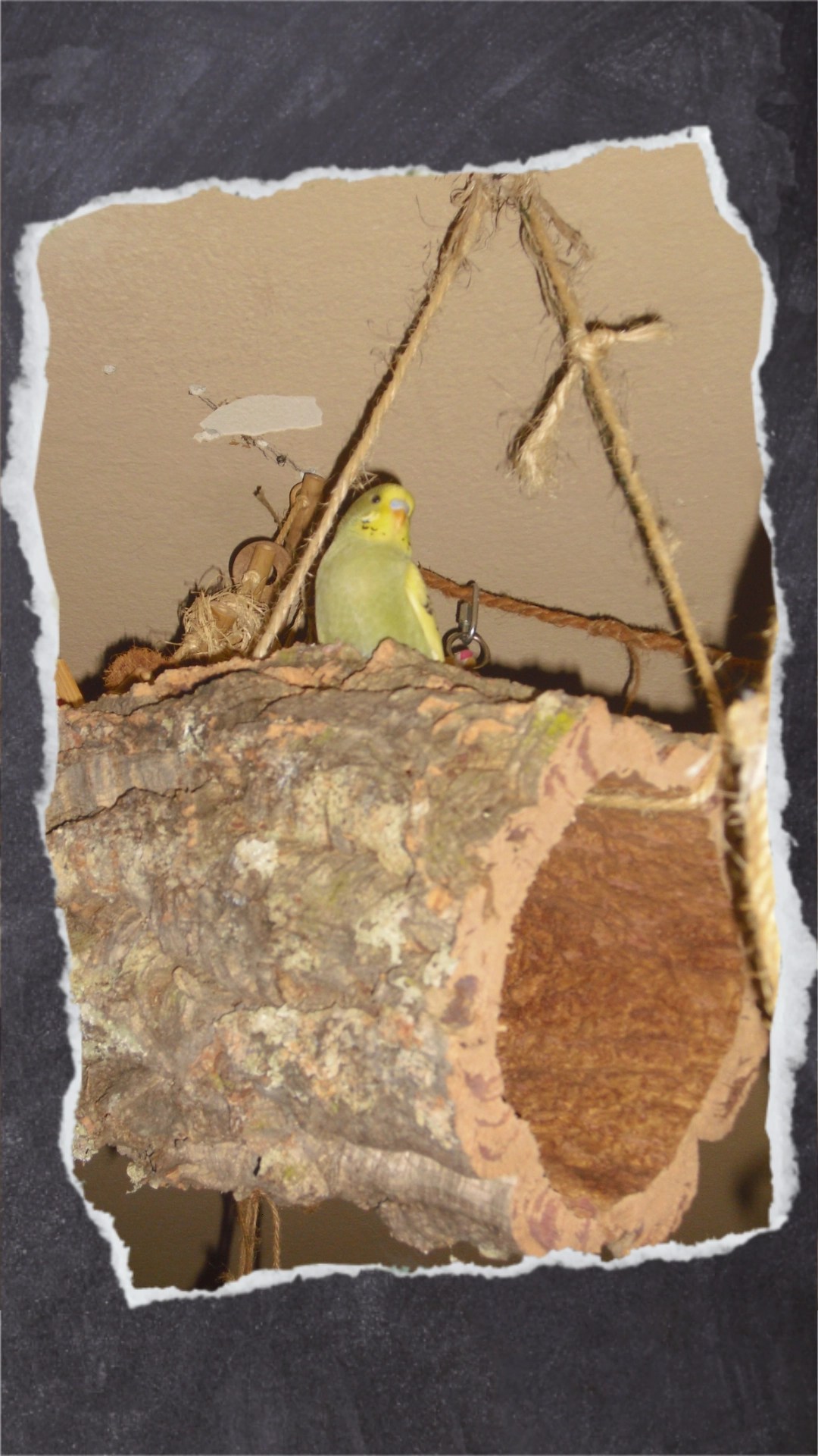 Grüner Wellihahn sitzt auf großer Korkröhre