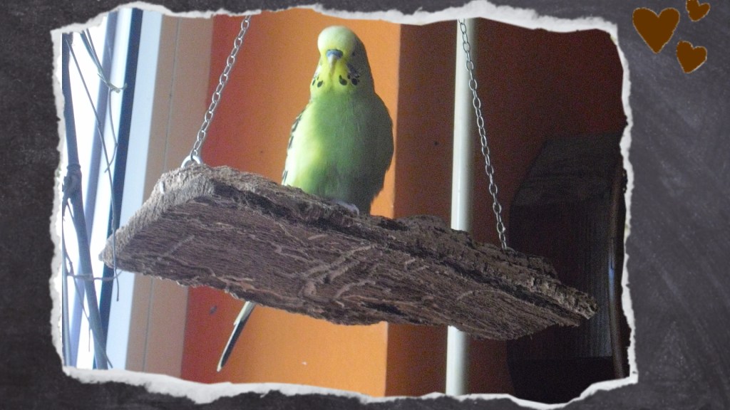 Grüner Wellihahn sitzt auf kleiner Korkschaukel