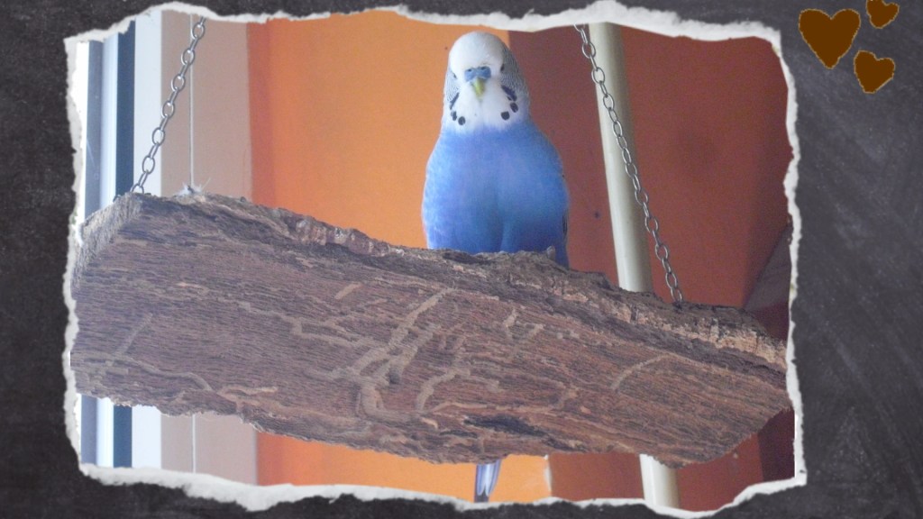 Blauer Wellihahn sitzt auf Kokrschaukel