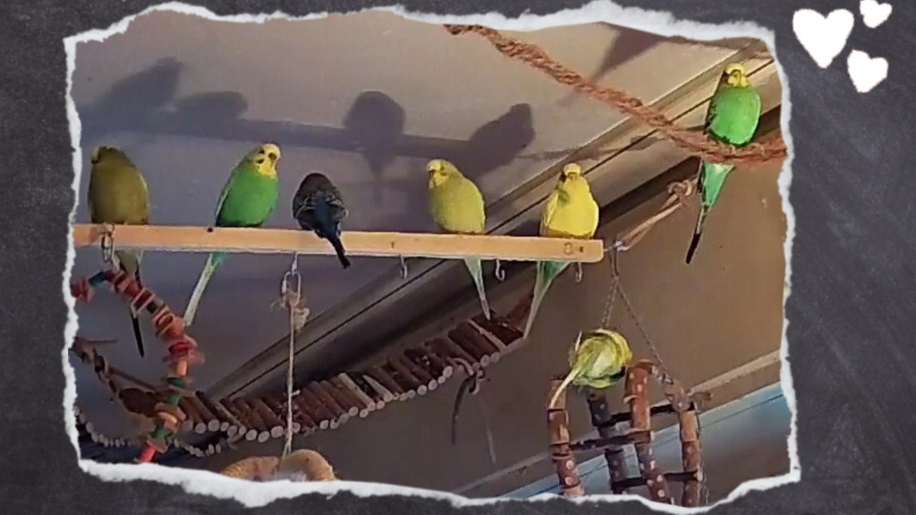 Die anderen Schwarmvögel sitzen weit weg von kranken Artgenossen